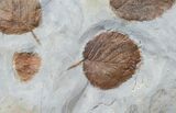 Large Plate of Paleocene Leaf Fossils - Montana #15828-4